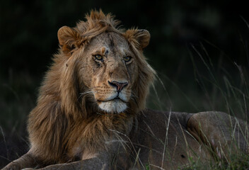 Young male African lion resting in the Maasai Mara, Kenya © Rahul