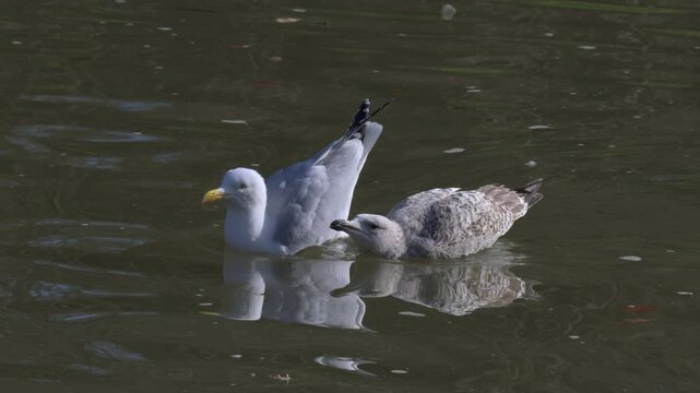 Herring Gull (Larus argentatus) adult being followed and pestered by a juvenile, hoping to be fed. July, Kent, UK [Half speed]