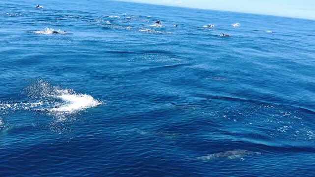 Group of dolphins swimming and jumping through clear blue ocean water in their natural marine environment, capturing marine wildlife in the open sea, 4k.