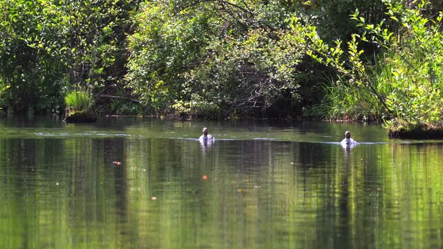 A trio of juvenile common mergansers swim together on calm lake water with lush green foliage background during summer.