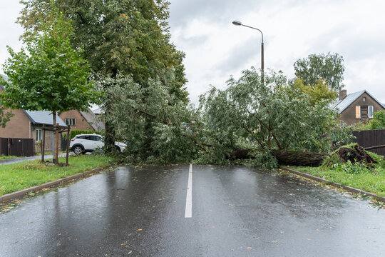Riga, Latvia - 23 August 2026: View of a large tree fallen across a residential street after a storm, with wet asphalt and houses in the background.