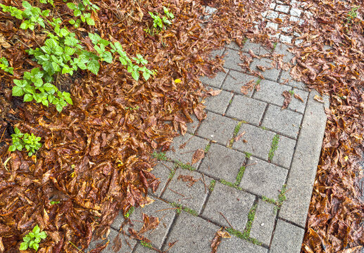 Fallen Leaves on Footpath in Autumn &ndash; Slipping Hazard, Pedestrian Safety and Accident Prevention Concept