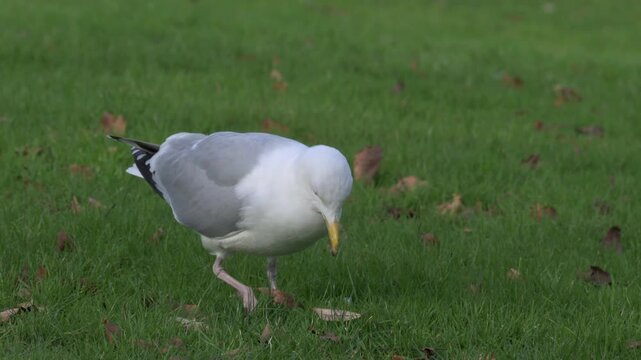 Herring Gull (Larus argentatus) tapping its feet on the ground to make worms come to the surface (this time unsuccessfully). July, Kent, UK [Half speed]