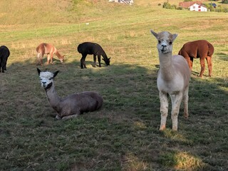Naklejka premium Herd of alpacas grazing and resting in a sunny green meadow