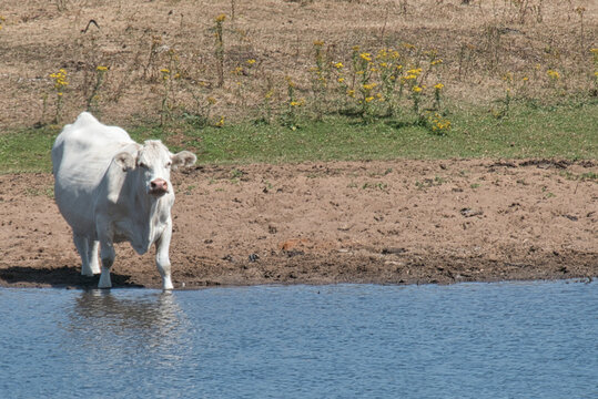 Wei&szlig;e Kuh steht am Ufer einer Wasserstelle auf einer l&auml;ndlichen Weide (Emsland)