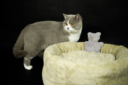 Britisch Kurzhaar Katze und ihr Katzenbett