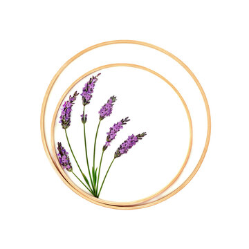 Lavender herb flower with circle shaped wooden frames on white background. Natural summer floral art for card, logo design.