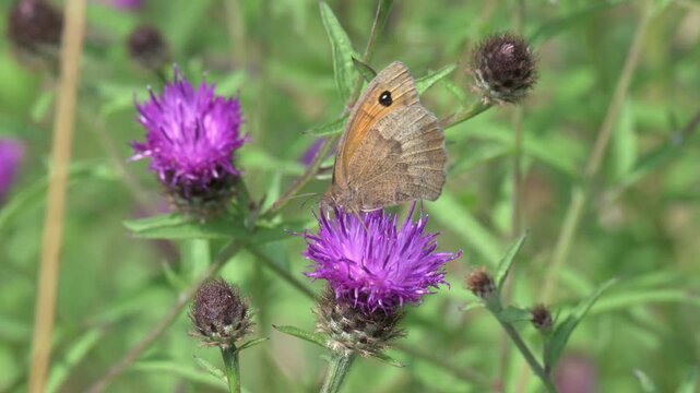 Meadow Brown butterfly (Maniola jurtina) feeding on a thistle flower. June, Kent, UK [Slow motion x4]