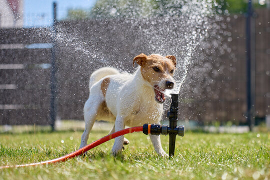 Jack Russell terrier playing with water from lawn sprinkler in sunny day