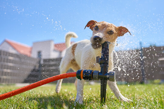 Jack Russell Terrier dog playing with lawn sprinkler