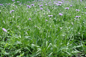 Half open violet flowers and buds of Erigeron speciosus in June © Anna