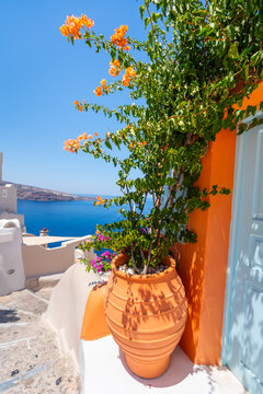Colorful architecture with blooming orange flowers in Santorini island, Greece. Blue sea and the blue sky in the background.