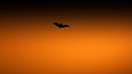 Fototapeta premium bat in the sky