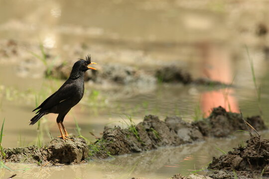 Great Myna Birds Foraging and Flying in Rice Field Agriculture
