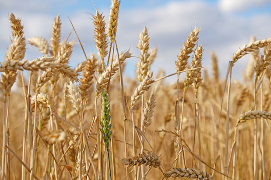 Golden wheat field with ripe grain heads - Triticum aestivum - swaying in summer sunlight. Agricultural landscape for farming, harvest, and food security concepts.