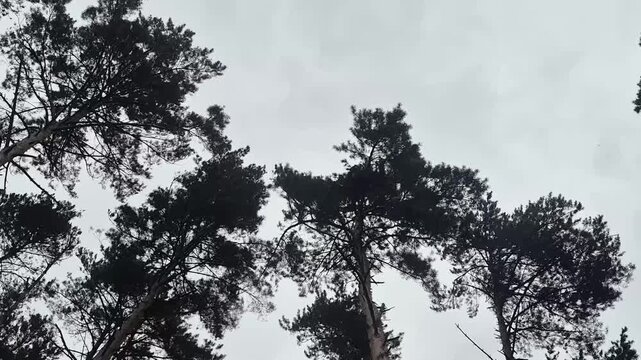 Low angle view of tall pine trees swaying in the wind. Dark silhouettes of forest canopy against an overcast grey sky