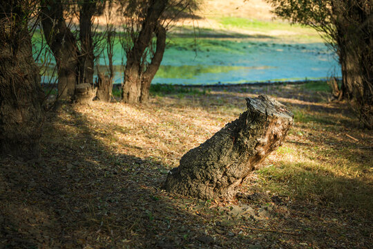 Cut tree trunk remaining in a quiet woodland area near a riverbank. Concept of deforestation impact, forest management, natural wood decay, and quiet rural landscapes.