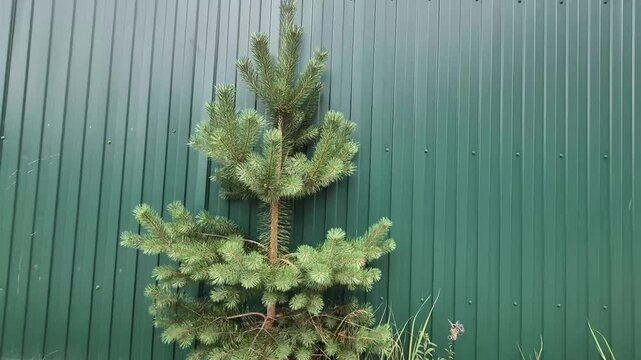 Young green pine tree growing in front of a corrugated metal fence. Small conifer sapling with tall grass at the base in a backyard setting