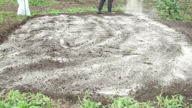 畑に石灰を撒く女性