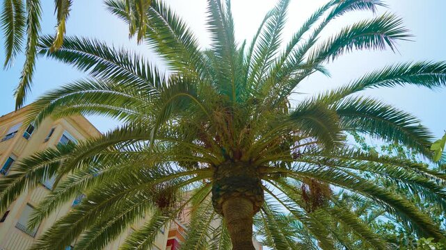 Large palm tree with long feather shaped fronds beside residential buildings under blue sky. Canary Island date palm Phoenix canariensis with thick trunk. Tropical urban greenery in bright daylight