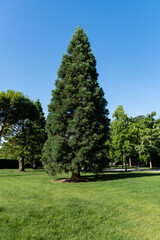 Obraz premium Towering Giant Sequoia Sequoia sempervirens reaches toward cloudless sky, surrounded by greenery and dotted with sunlight filtering through its dense foliage. Park 