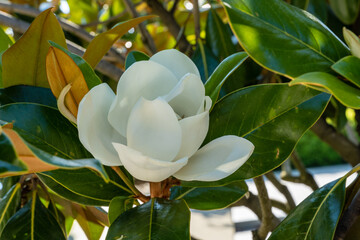 Close-up view of magnolia grandiflora's pure white blossom, framed by leathery, waxy leaves. Flower is bathed in warm light, highlighting its velvety texture. Park "Krasnodar" or Galitsky Park © AlexanderDenisenko