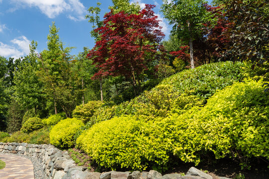 Japanese-style garden with striking color palette. Foreground features neatly trimmed yellow-green bushes, while taller trees  in background. Japanese garden. Krasnodar Park or Galitsky Park