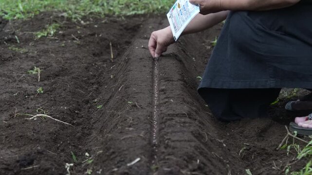 畑に種を植える女性