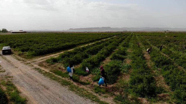 Dynamic drone shot showcases long straight rows of rose plants with people working in large scale green farm under clear sky.