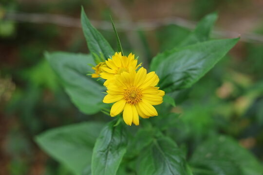 Verbesina encelioides (Golden Crownbeard) Yellow Flowers Growing Among Green Foliage