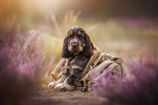 Small brown English Cocker Spaniel puppy resting inside a beige backpack in a field of blooming purple heather while soft sunlight glows in the background during a quiet afternoon stroll in nature