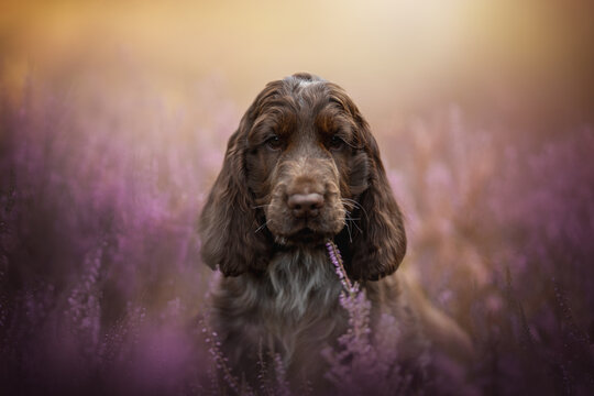 Small brown English Cocker Spaniel puppy poses amidst soft purple heather blossoms while natural golden light illuminates the scene during a calm late afternoon stroll in the countryside environment