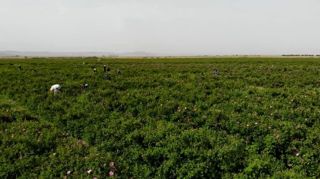 Detailed aerial shot highlighting texture and density of healthy rose bushes in desert farm.