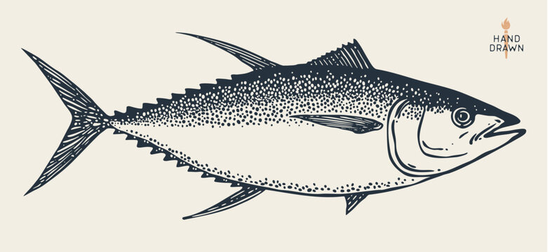 Tuna Fish, seafood, sketch. Monochrome woodcut style artwork tuna fish. Classic oceanic tuna fish wildlife specimen with detailed line art. Vector Illustration