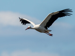 Fototapeta premium Storch