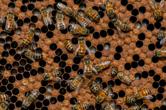Honeybees caring for their larvae in the hive