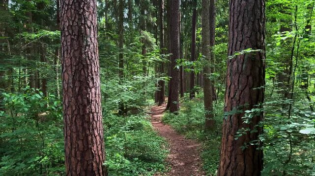 Nature landscape of forest. A walk among big old trees in an summer forest, stabilized smooth shot, 4K video