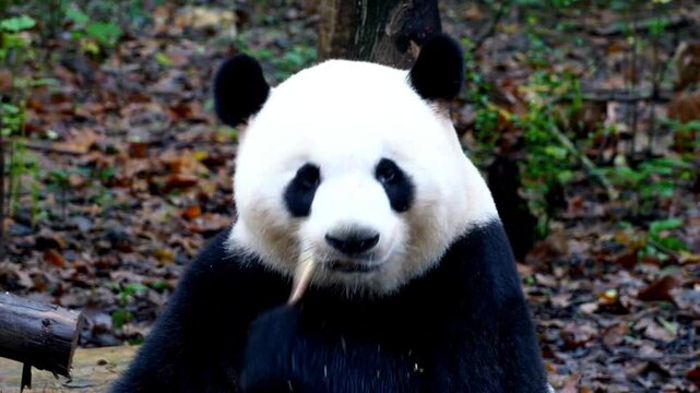 Cute giant panda eating bamboo in natural forest habitat setting