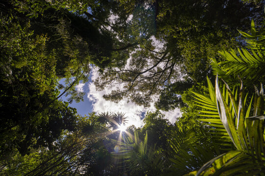 View of the lush forest canopy and sunburst filtering through the trees at Parque Nacional Barranca del Cupatitzio in Uruapan, Michoacan, Mexico.