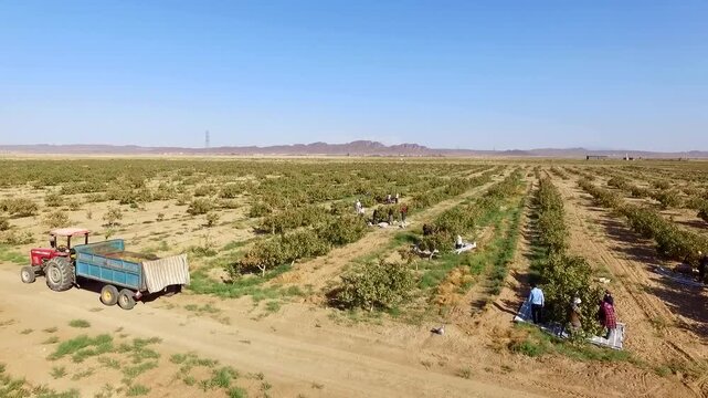 Wide aerial perspective of pistachio farm with workers and machinery operating between long rows of healthy trees in desert setting.