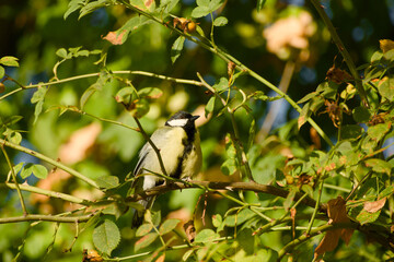 Great tit perched on a thorny rose branch, surrounded by green leaves, stems and rose hips © in_colors