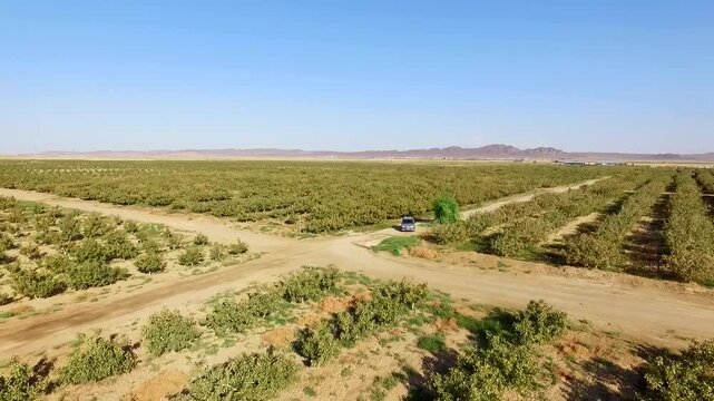 Cinematic drone shot highlights geometric beauty of pistachio tree rows in vast desert farmland.