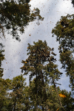 View of thousands of monarch butterflies swarming around Oyamel fir trees at El Rosario Monarch Butterfly Sanctuary in Mineral de Angangueo, Michoacan, Mexico.