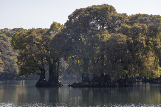 View of the lush trees growing directly in the calm waters of Lago de Camecuaro in Zamora, Michoacan, Mexico.