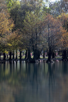 View of the tranquil waters of Lago de Camecuaro reflecting the surrounding autumn-colored trees in Zamora, Michoacan, Mexico.