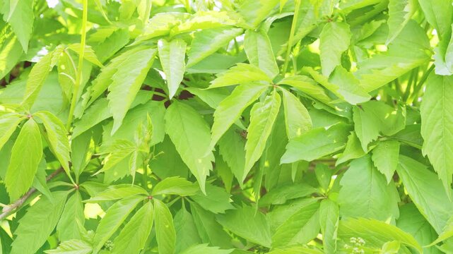 Close frontal view of dense green shrub foliage with overlapping lanceolate leaves, palmate clusters, glossy surfaces, and soft dappled daylight creating rich botanical