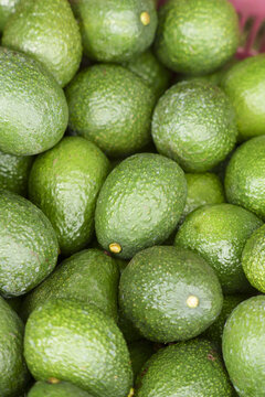 View of fresh green avocados harvested in Uruapan, Michoacan, Mexico.