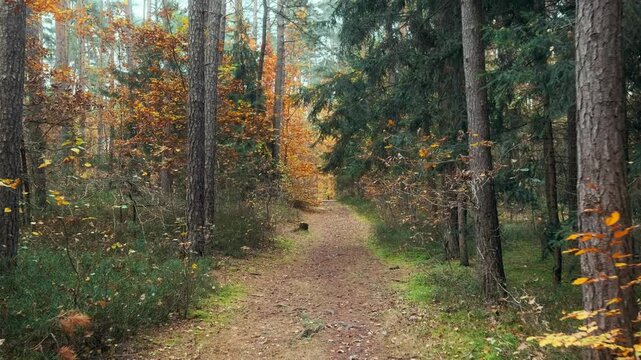 Nature landscape of autumn forest. A walk among big old trees in an autumn forest, stabilized smooth shot, 4K video footage.