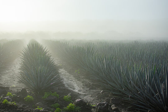 View of agave plants in a field covered in morning mist in Tequila, Jalisco, Mexico.