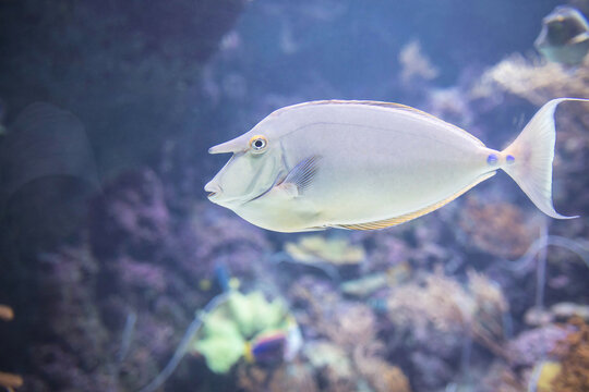 Bluespine unicornfish with distinctive horn on forehead swims near soft coral formations, showing pale grey body and yellow-edged fins in marine aquarium